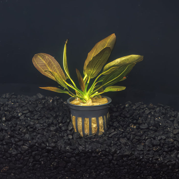 A potted Red Melon Sword Plant with amber colored leaves and green stems in a blackwater aquarium with dark substrate at Betta Botanicals.