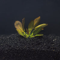 A rooted Red Melon Sword with amber colored leaves and green stems in a blackwater aquarium with dark substrate at Betta Botanicals.