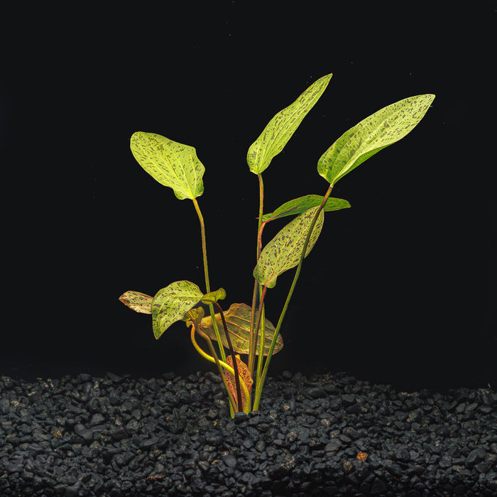 A rooted Red Ozelot Sword with green speckles leaves in a blackwater aquarium with a dark substrate at Betta Botanicals.