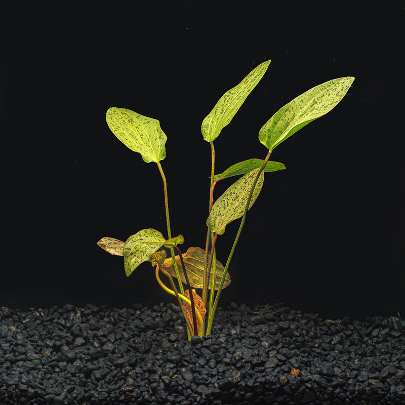 A rooted Red Ozelot Sword with green speckles leaves in a blackwater aquarium with a dark substrate at Betta Botanicals.