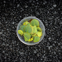 A cup portion of red root floaters with green and red leaves for blackwater betta fish tanks at Betta Botanicals.