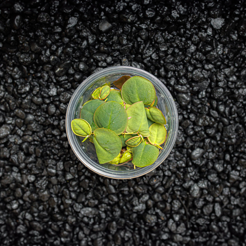 A cup portion of red root floaters with green and red leaves for blackwater betta fish tanks at Betta Botanicals.