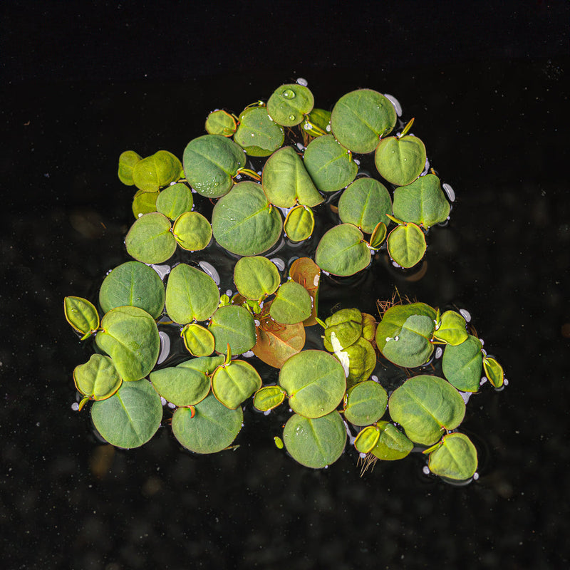 A portion of red root floaters with green and red leaves floating in a blackwater aquarium at Betta Botanicals.