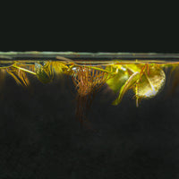 A portion of red root floaters in a blackwater aquarium showing their truly red roots at Betta Botanicals.