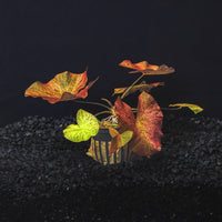 A potted red tiger lotus with red circular leaves in a blackwater aquarium with a dark substrate at Betta Botanicals.