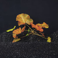 A rooted red tiger lotus with red circular leaves in a blackwater aquarium with dark substrate at Betta Botanicals.