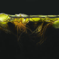 A portion of Salvinia Minima showing the tangled roots underwater in a blackwater aquarium at Betta Botanicals. 