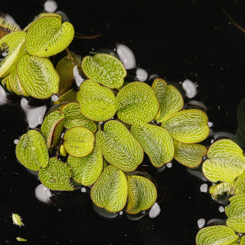 A close up photo of the fuzzy leaves of salvinia minima in a blackwater aquarium at Betta Botanicals.