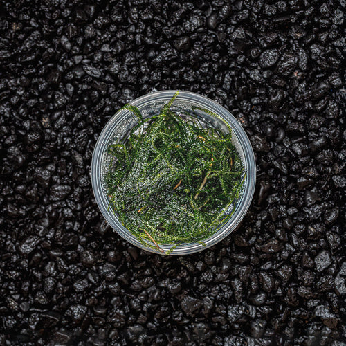 A portion of Singapore Java Moss Vesicularia dubyana in a growing cup against a dark background for use in blackwater aquariums at Betta Botanicals.