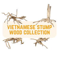 Vietnamese stump wood for blackwater aquariums and bioactive enclosures at Betta Botanicals.