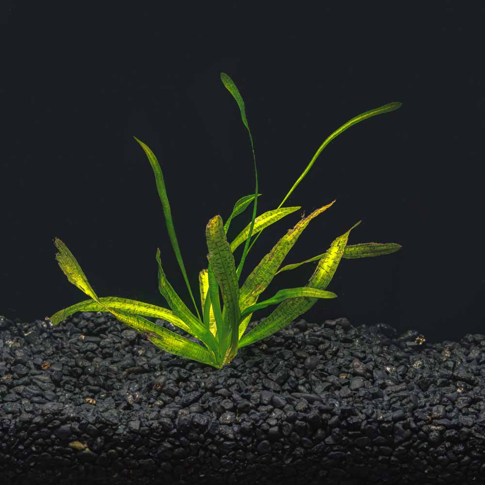 A rooted Jungle Vallisneria with long green leaves and black stripes in a blackwater aquarium with a dark substrate at Betta Botanicals.