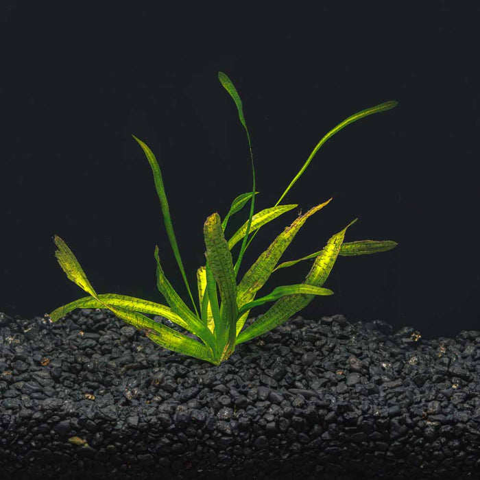 A rooted Jungle Vallisneria with long green leaves and black stripes in a blackwater aquarium with a dark substrate at Betta Botanicals.