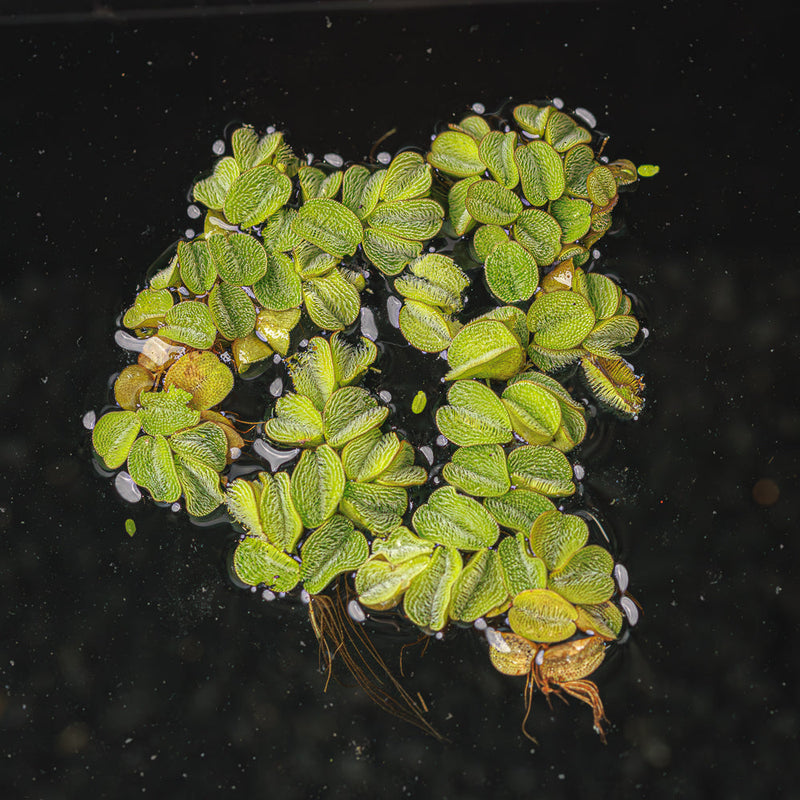 A portion of water spangles with fuzzy green leaves floating in a blackwater aquarium at Betta Botanicals.