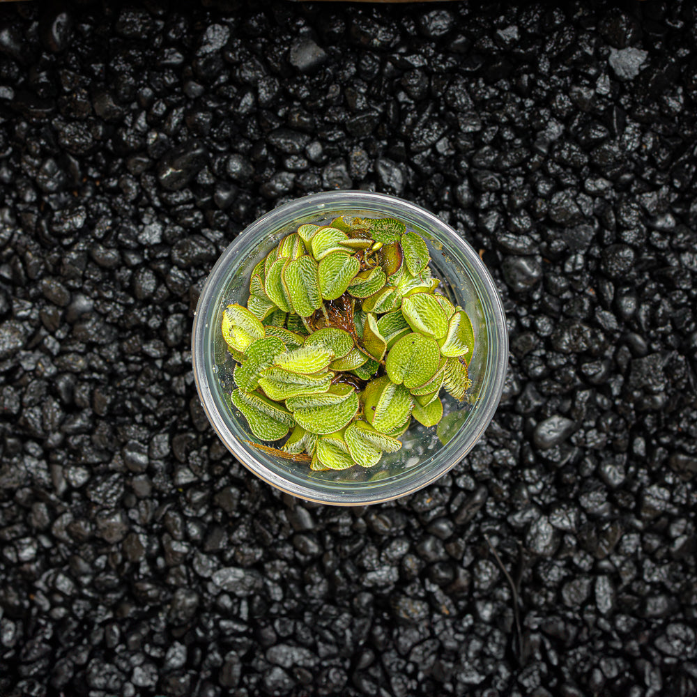 A cup portion of small water spangles with fuzzy green leaves in a blackwater aquarium with a dark substrate.