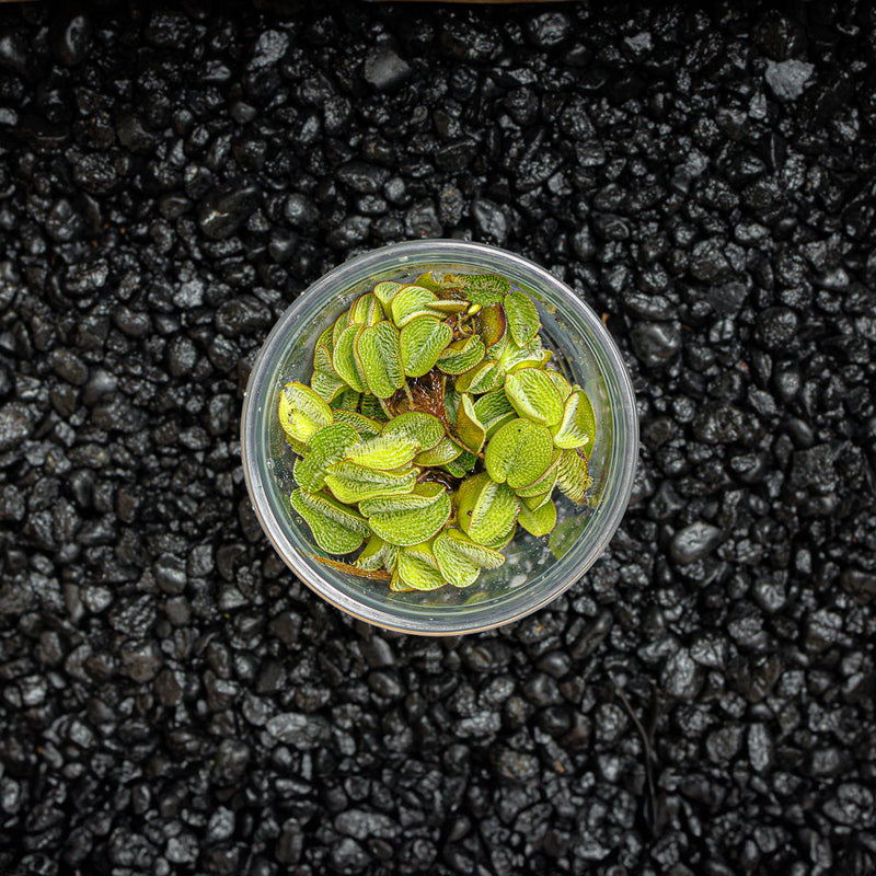 A cup portion of small water spangles with fuzzy green leaves in a blackwater aquarium with a dark substrate.