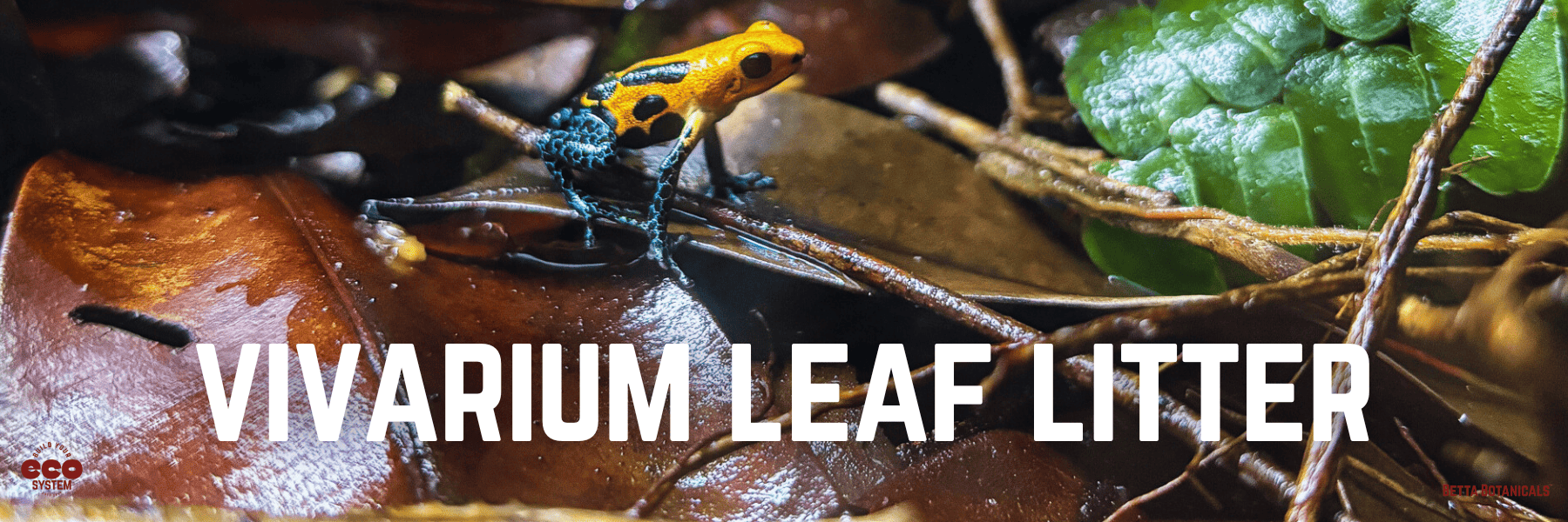 Dart frog vivarium with natural leaf litter, botanicals, and greenery, promoting Betta Botanicals’ vivarium leaf litter.