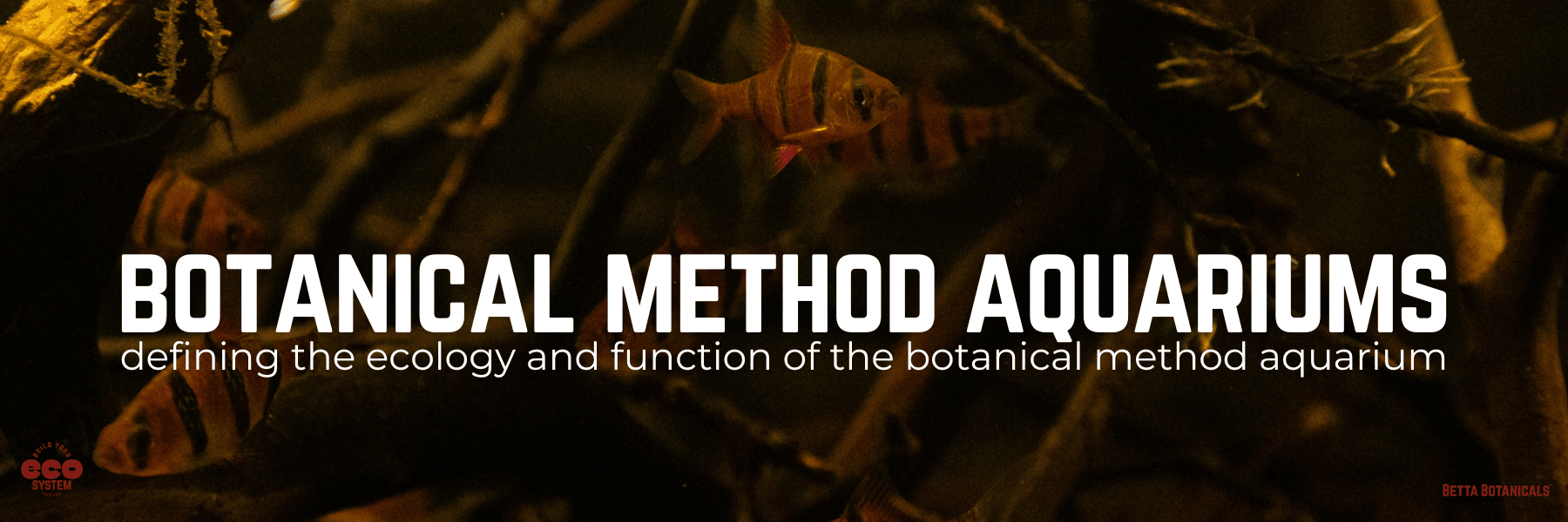 Orange, red and black five banded barbs schooling in the tangled roots of a botanical method aquarium at Betta Botanicals.