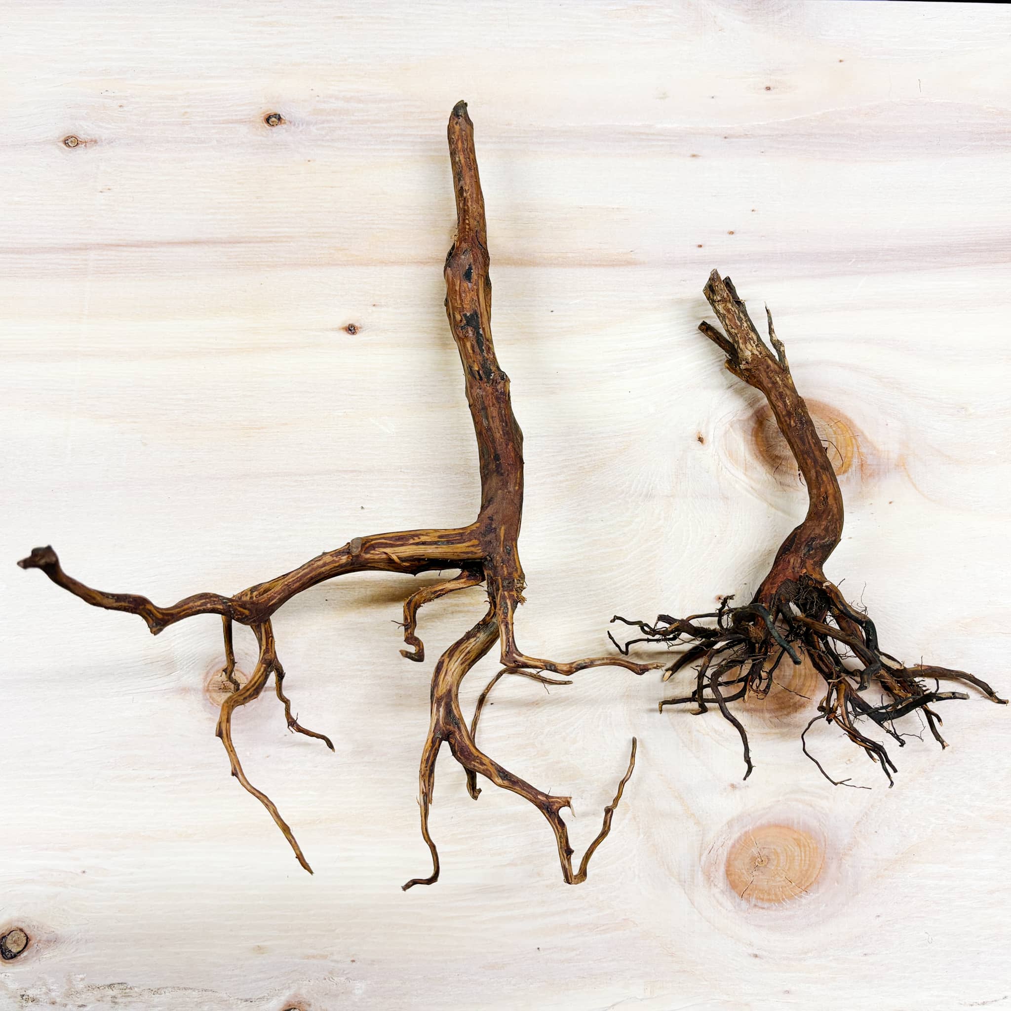 Borneo Rasamala Root for Biotope and Vivariums | Betta Botanicals ...