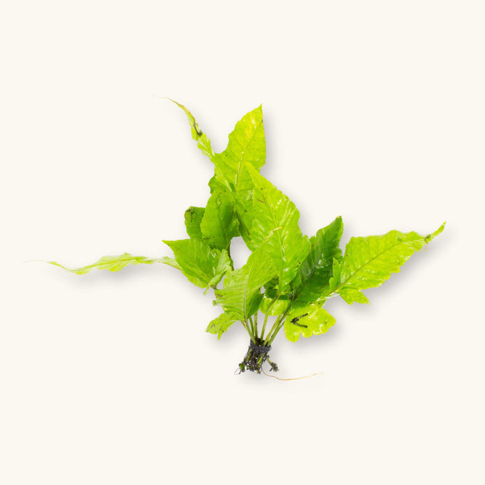 A bare-root portion of bolbitis heteroclita broad leaf for blackwater aquariums, photographed on a natural background at Betta Botanicals.