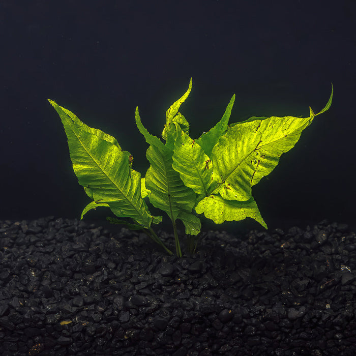 A broad leaf green plant in an aquarium with dark substrate and a dark background at Betta Botanicals.