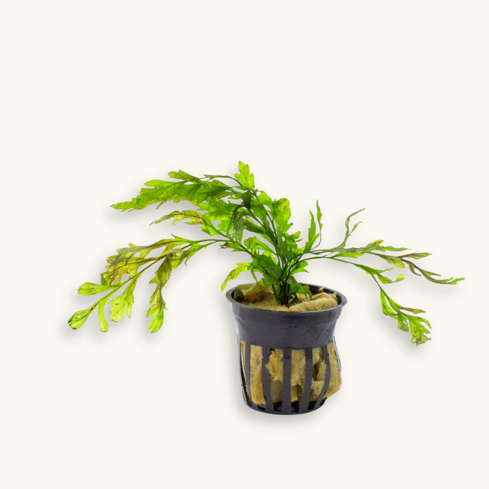 Bolbitis heudelotii Narrow Leaf | African Water Fern