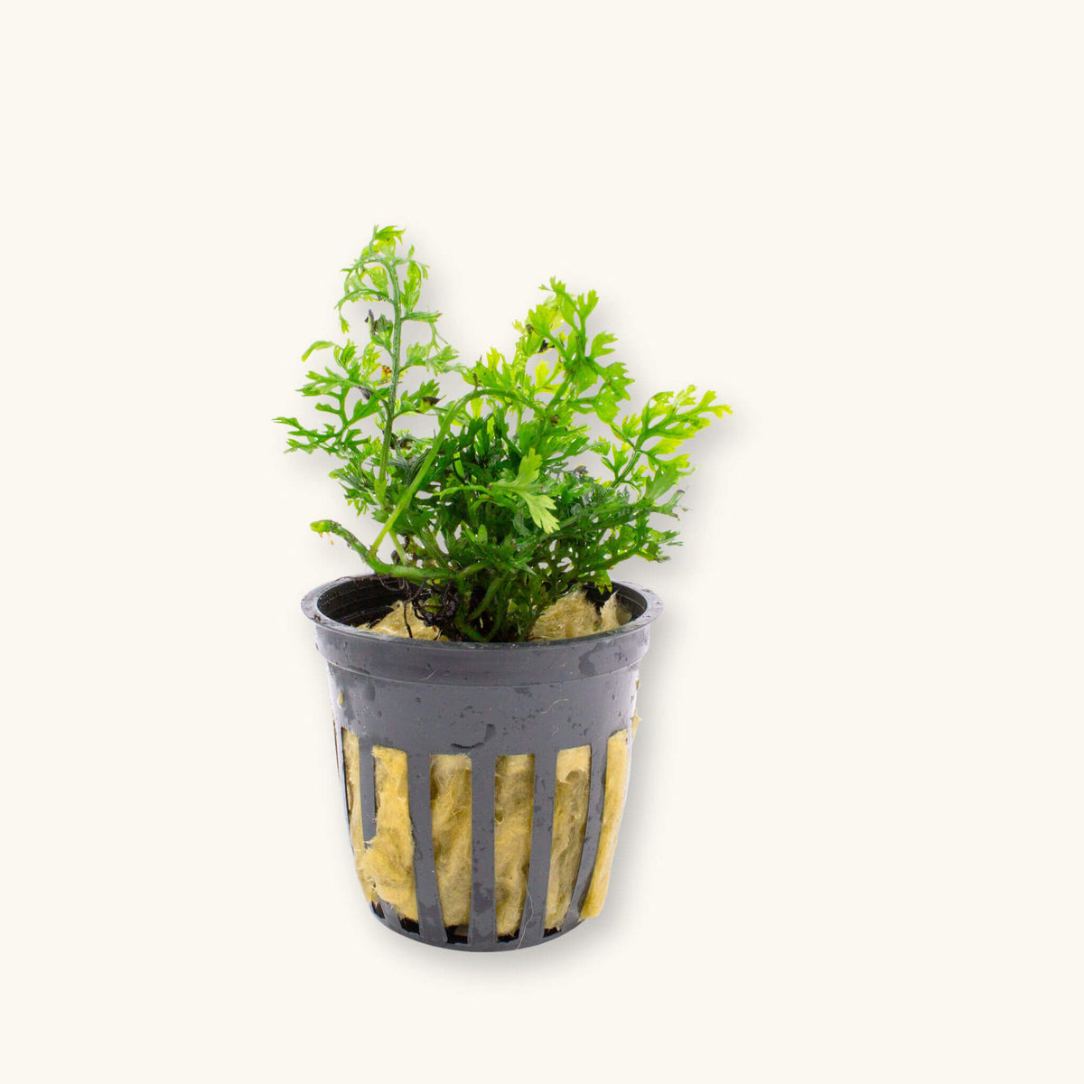 A potted portion of finely textured green bolbitis mini for blackwater aquariums, photographed on a natural background at Betta Botanicals.