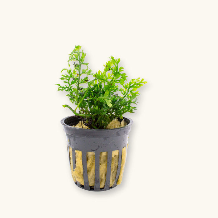A potted portion of finely textured green bolbitis mini for blackwater aquariums, photographed on a natural background at Betta Botanicals.