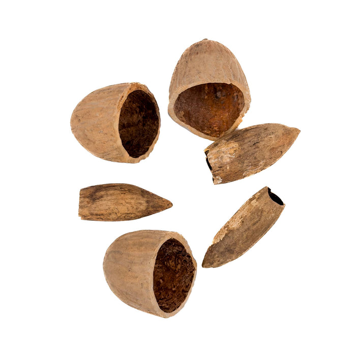 A group of six hard shelled bornean ironwood tree seed pods with light brown exteriors and dark brown interiors for the blackwater botanical method aquarium at Betta Botanicals.