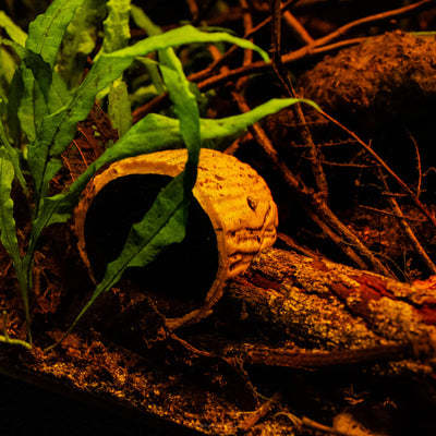 An Ulin Pod in a biotope inspired aquarium with green java ferns, detritus, and brown bark and twigs at Betta Botanicals.