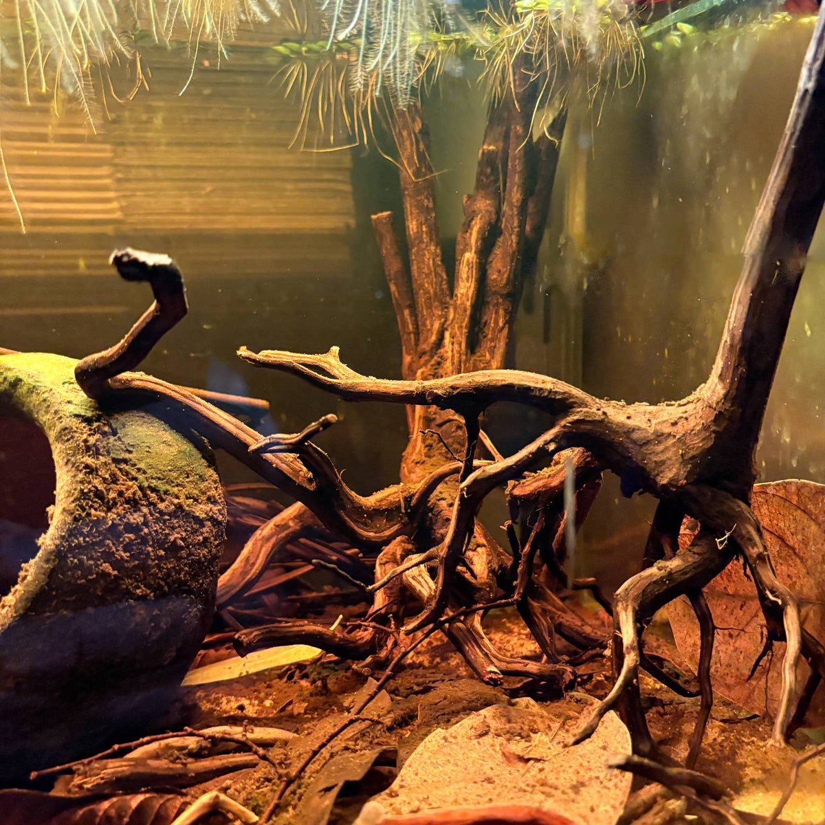Rasamala Borneo root in a blackwater aquarium at Betta Botanicals.