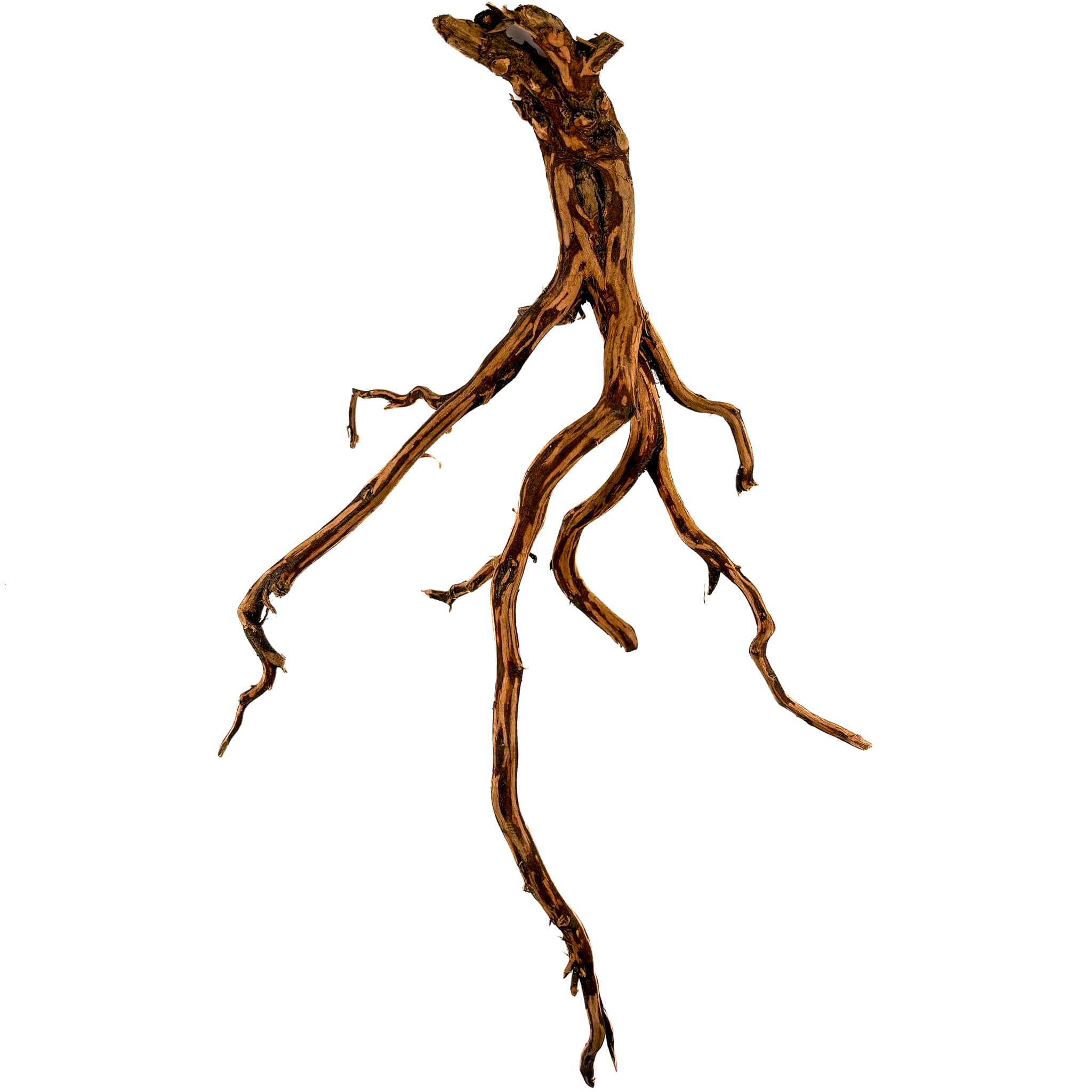 Borneo Rasamala Root for Biotope and Vivariums | Betta Botanicals ...