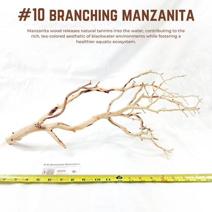 Branching Manzanita | WYSIWYG Pieces