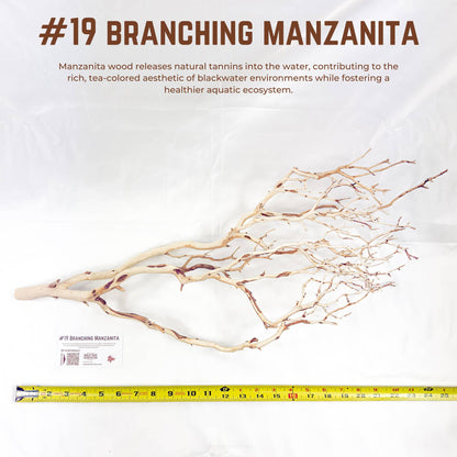 Branching Manzanita | WYSIWYG Pieces