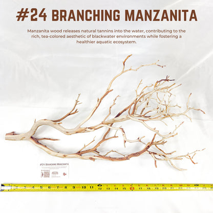 Branching Manzanita | WYSIWYG Pieces
