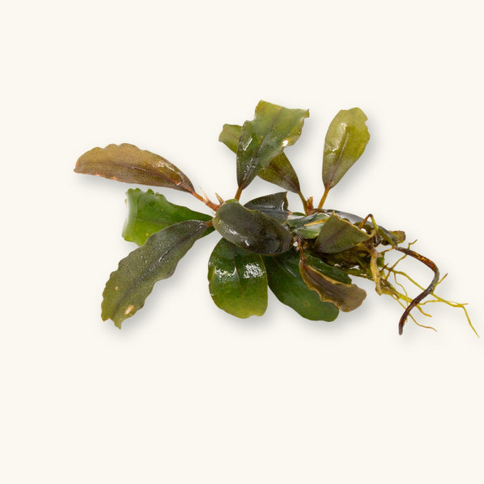 A Bucephalandra Artemis plant prepared for use in blackwater aquariums, photographed against a natural background at Betta Botanicals.