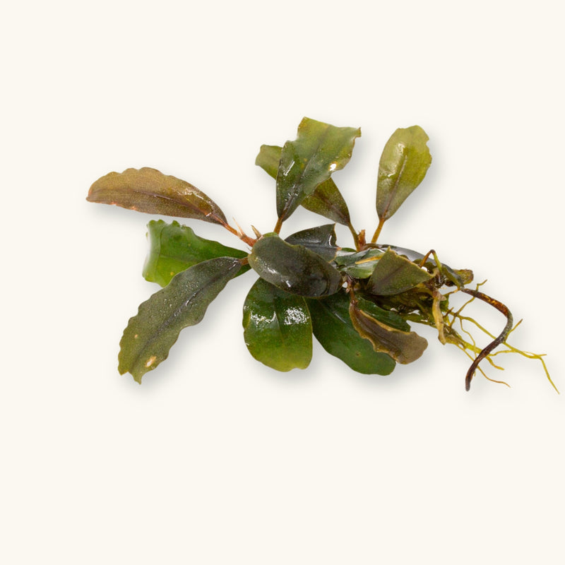 A Bucephalandra Artemis plant prepared for use in blackwater aquariums, photographed against a natural background at Betta Botanicals.