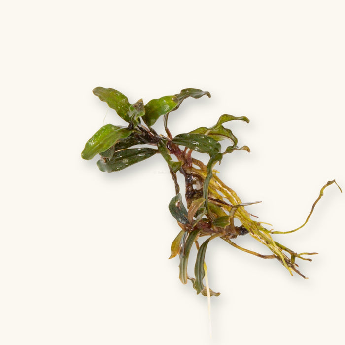 Bucephalandra Catherinae Dark Carpet