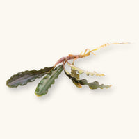 A bare root portion of buce godzilla for blackwater aquariums, photographed on a natural background at Betta Botanicals.