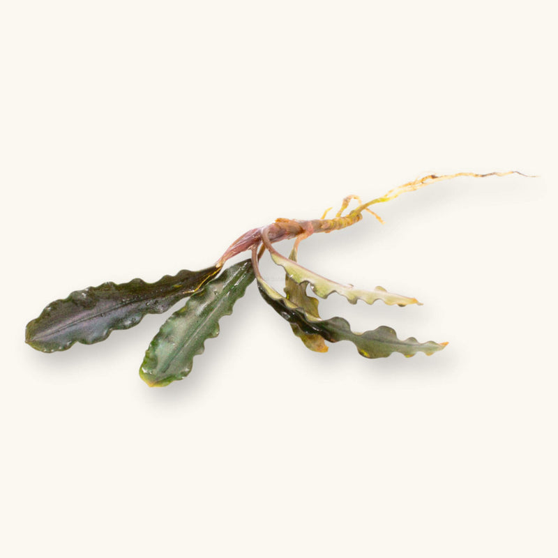 A bare root portion of buce godzilla for blackwater aquariums, photographed on a natural background at Betta Botanicals.