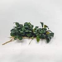 Bucephalandra mat with attached roots photographed on a white background for blackwater aquarium use at Betta Botanicals.