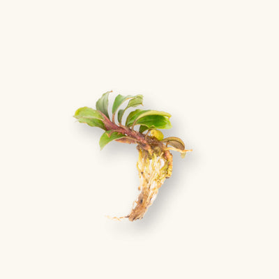 A bare root portion of buce mini boyan for blackwater aquariums, photographed on a natural background at Betta Botanicals.