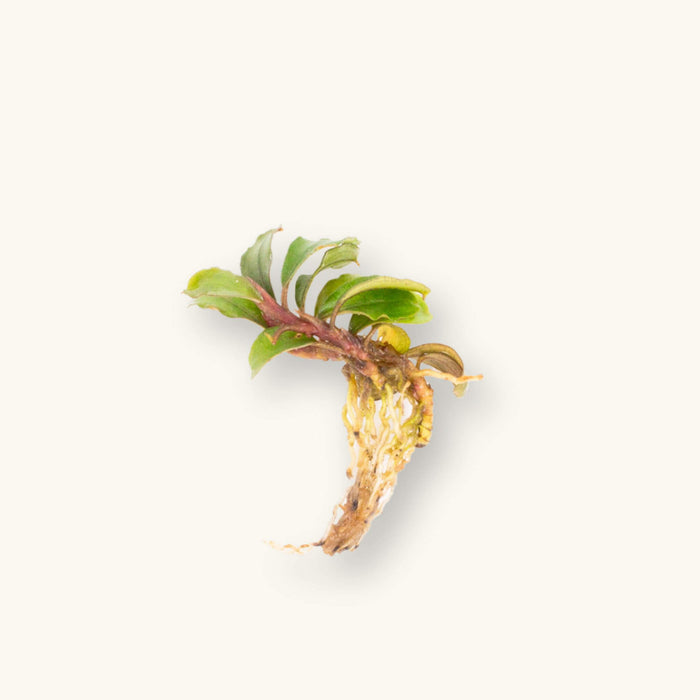 A bare root portion of buce mini boyan for blackwater aquariums, photographed on a natural background at Betta Botanicals.