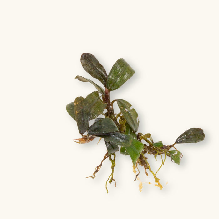 A Bucephalandra Mini Phantom plant prepared for use in blackwater aquariums, photographed against a natural background at Betta Botanicals.