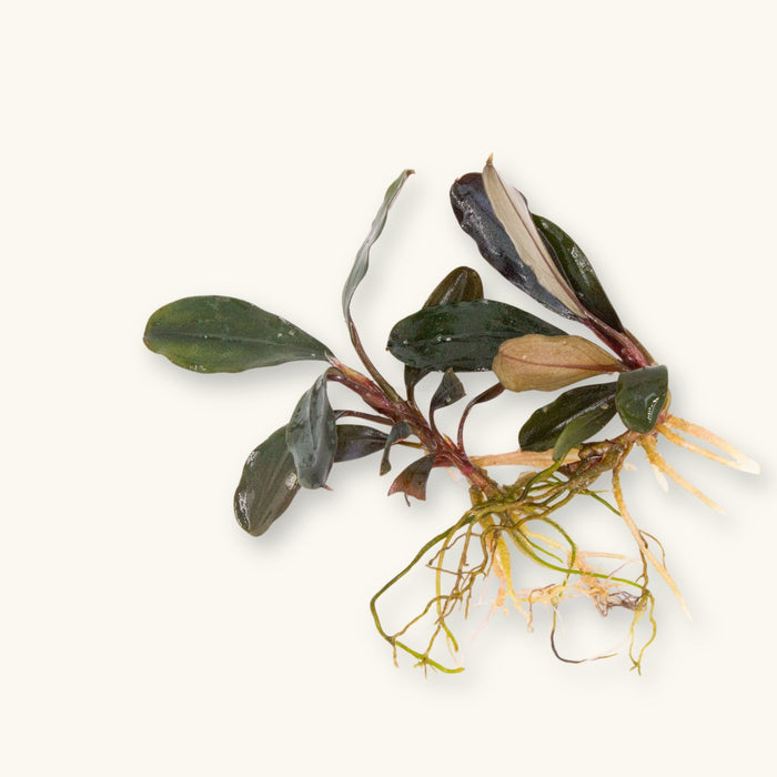 A Bucephalandra ‘Red Central’ plant prepared for blackwater aquariums, photographed against a natural background at Betta Botanicals.