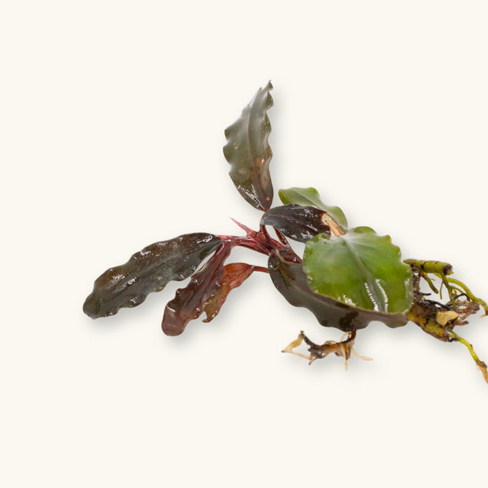 A Bucephalandra Theia aquatic plant prepared for use in blackwater aquariums, photographed against a natural background at Betta Botanicals.