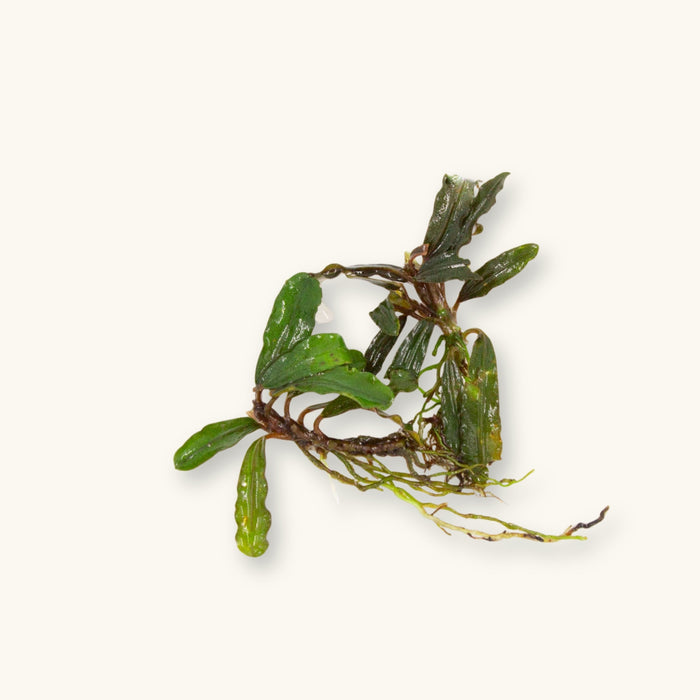A Bucephalandra Velvet plant prepared for use in blackwater aquariums, photographed against a natural background at Betta Botanicals.