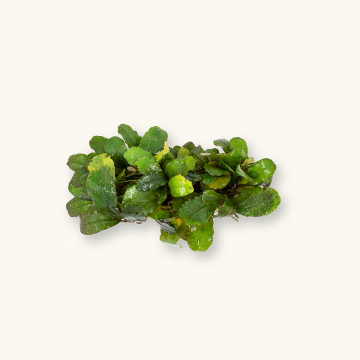 A Bucephalandra plant grown on a wire mat for use in blackwater aquariums, photographed against a natural background at Betta Botanicals.