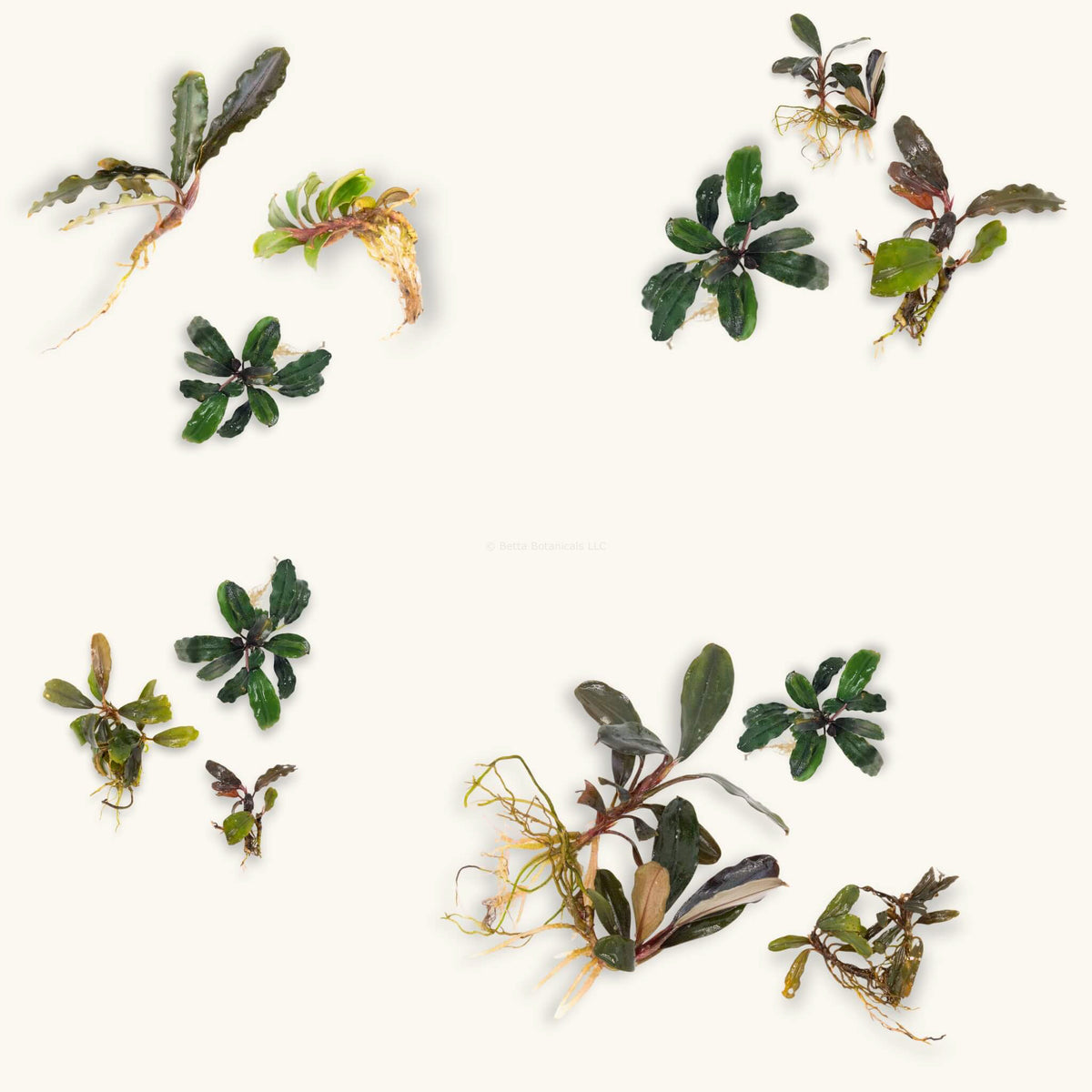 Groupings of three bucephalanda plants with varying hues of green, blue, and red leaves for blackwater aquariums, photographed on a natural background at Betta Botanicals.