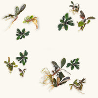 Groupings of three bucephalanda plants with varying hues of green, blue, and red leaves for blackwater aquariums, photographed on a natural background at Betta Botanicals.