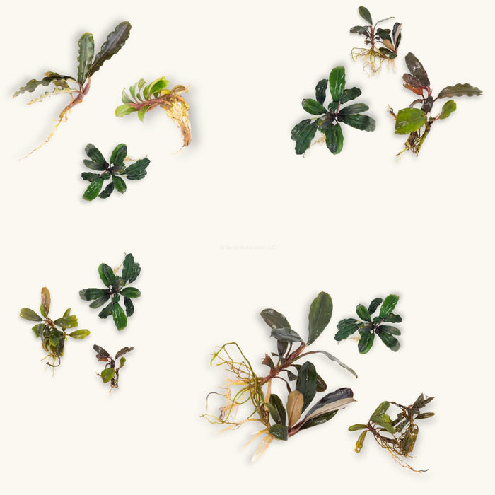 Groupings of three bucephalanda plants with varying hues of green, blue, and red leaves for blackwater aquariums, photographed on a natural background at Betta Botanicals.